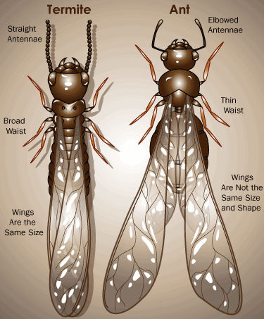 Termites in Florida